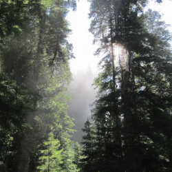 Conjure an awe-inspiring tableau of a colossal Sitka spruce tree, presented in an emotive Oregonian panorama overlayed with spectral mists. The sun, as if a bashful audience, reveals itself in modest allotments, projecting glistening beams. These golden rays act like threaded needles, weaving a patchwork of light through the ghostly fog. Each stitch illuminates the elaborate bark surface, creating a symphony of light and texture. Conceive this po