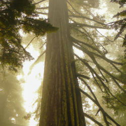 A gargantuan Sitka spruce tree standing majestically in the misty expanse of an Oregonian landscape on a day fogged by ethereal mists. The sun peeks bashfully, casting magical golden shafts that stitch a patchwork quilt through the fog, enlivening the tree's intricate bark texture.